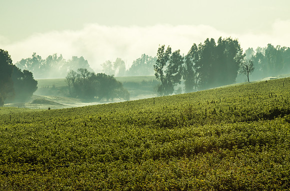 mist