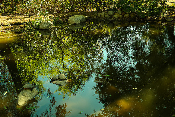 Rancho Santa Ana Botanic Garden, Claremont CA