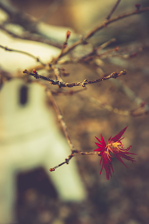 Japanese Maple