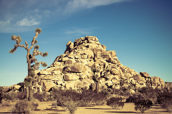 Joshua Tree National Park