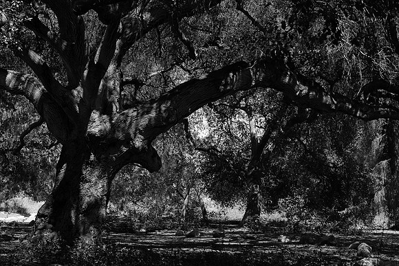 Rancho Santa Ana Botanic Garden