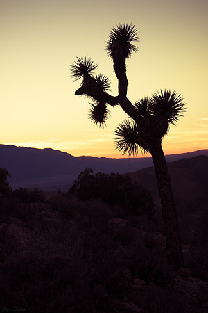 Keys View, Joshua Tree National Park