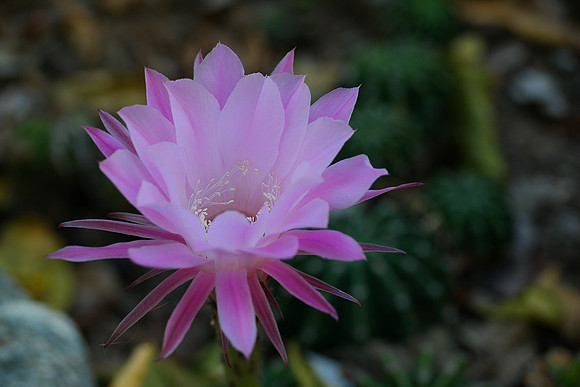 UC Riverside Botanic Garden, Riverside CA