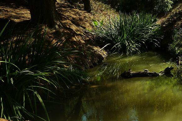 UC Riverside Botanic Garden, Riverside CA