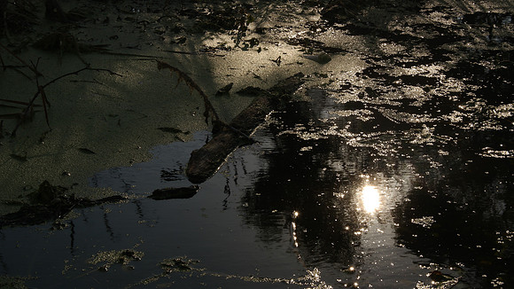 Prado Regional Park, Chino CA