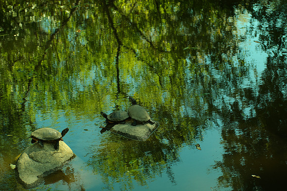 Rancho Santa Ana Botanic Garden