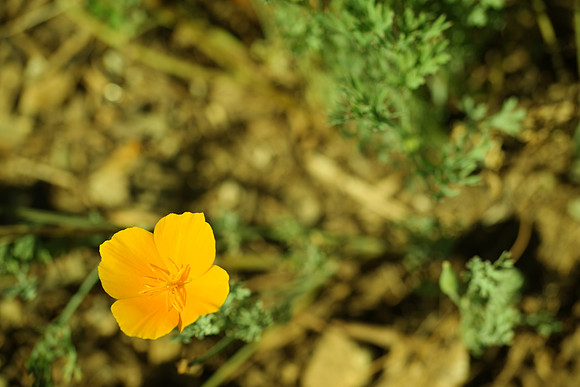 Rancho Santa Ana Botanic Garden