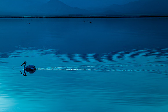 Salton Sea"