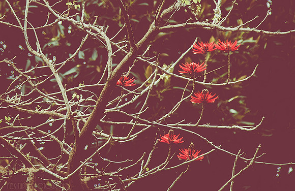 Coral Tree