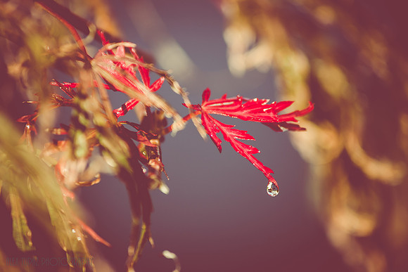 california rain