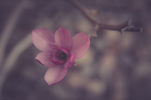 Magnolia Liliiflora, Purple Magnolia