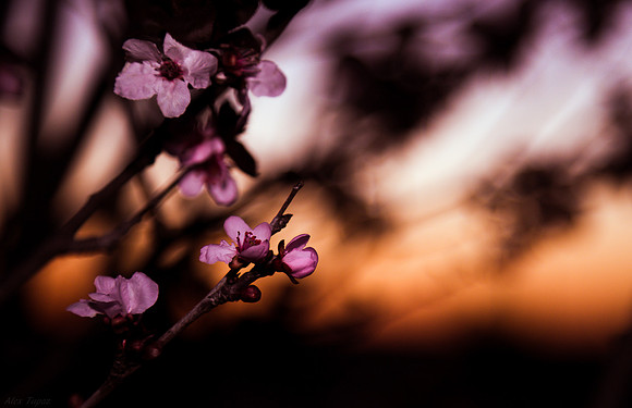 Plum, Cherry Plum