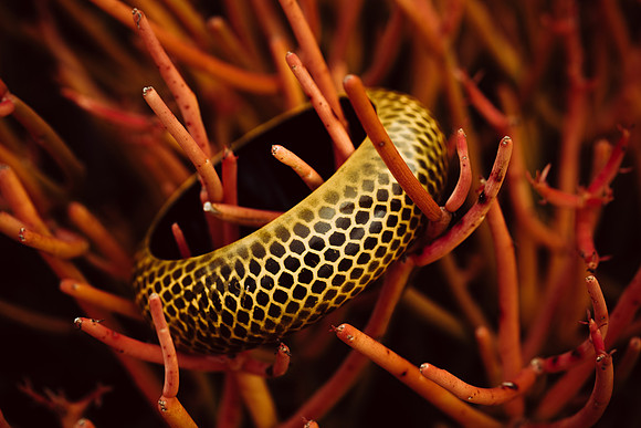 Yelbee Bangle