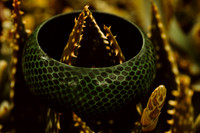 Greenobee Wooden Bangle