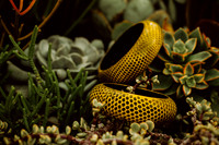 Yelbee Bangle