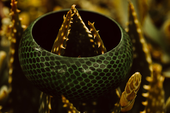 Greenobee Wooden Bangle