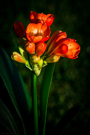 Spring bloom, orange