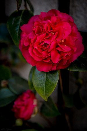 Japanese Camellia