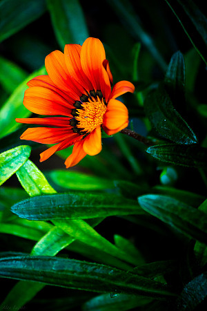 African Daisy, orange