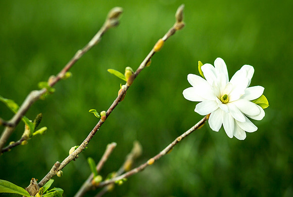 Magnolia Stellata; Star Magnolia, white