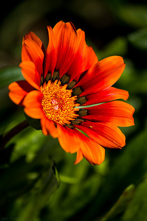 African Daisy, orange