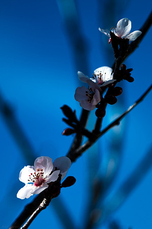 Plum, Cherry Plum