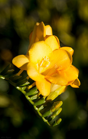 Freesia, yellow