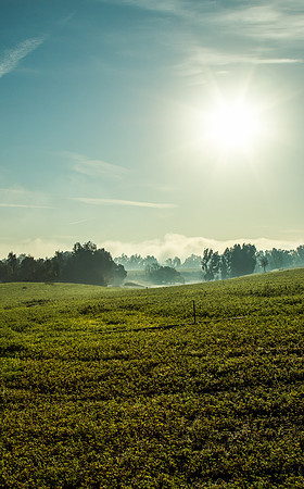 morning sun