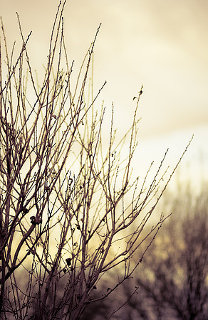 Plum, Cherry Plum
