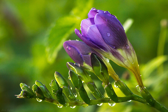 Freesia, purple