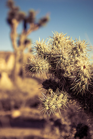Joshua Tree National Park