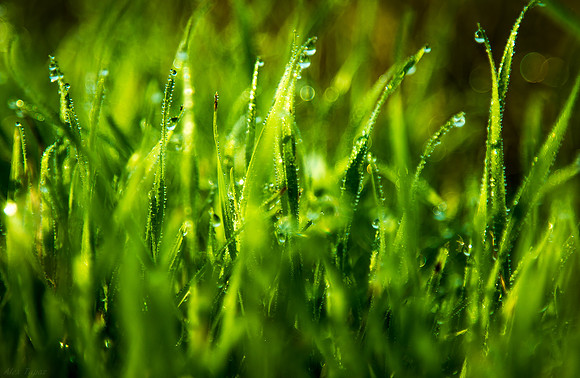 morning dew