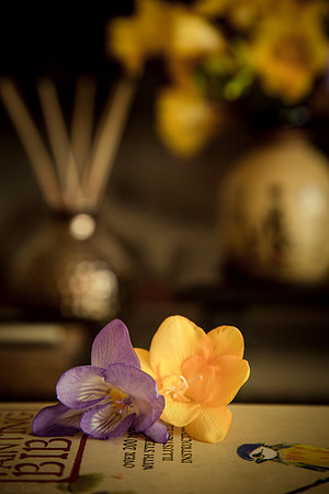 Freesia, yellow, purple