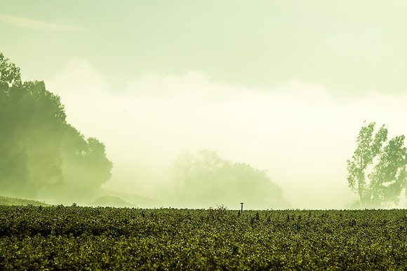 morning fog