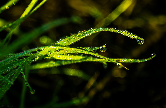 dew drops
